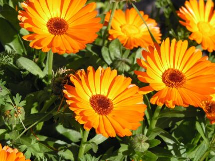 CALENDULA HYDROSOL