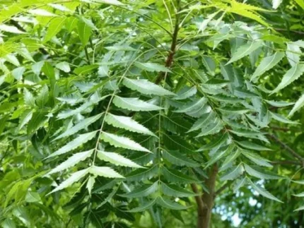 NEEM HYDROSOL