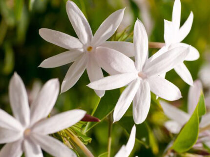 JASMINE HYDROSOL